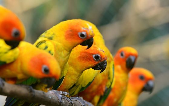 Sun Conure Parrot on a Tree Branch