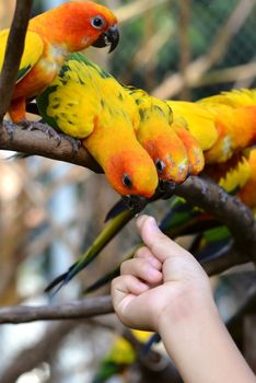 Sun Conure Parrot on a Tree Branch