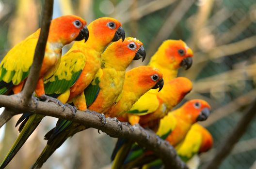 Sun Conure Parrot on a Tree Branch