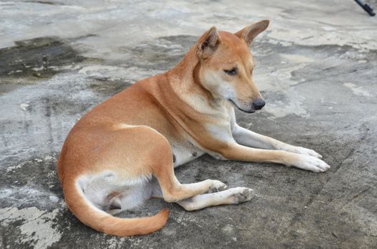 native domestic thai dog (pet) 