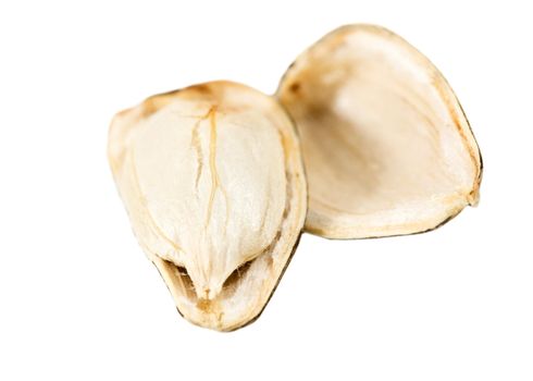 seed sunflower isolated on white background