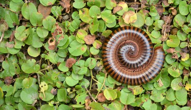 Macro shot of a curled up millipede