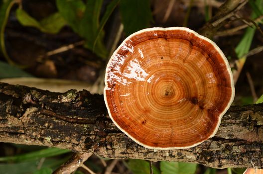 mushroom in tropical rain forest