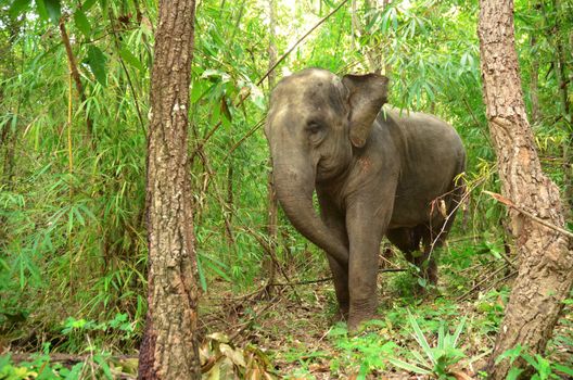 asia elephant in tropical forest, thailand