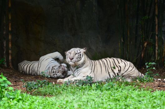 female and male white bengal tiger