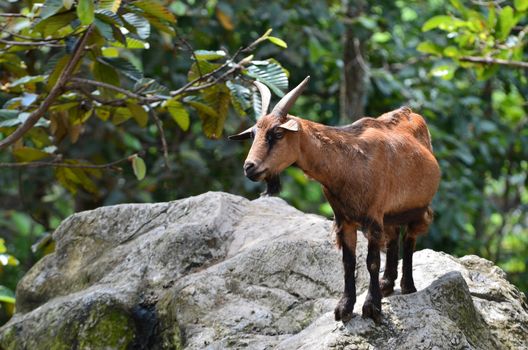 goat stand on the rock