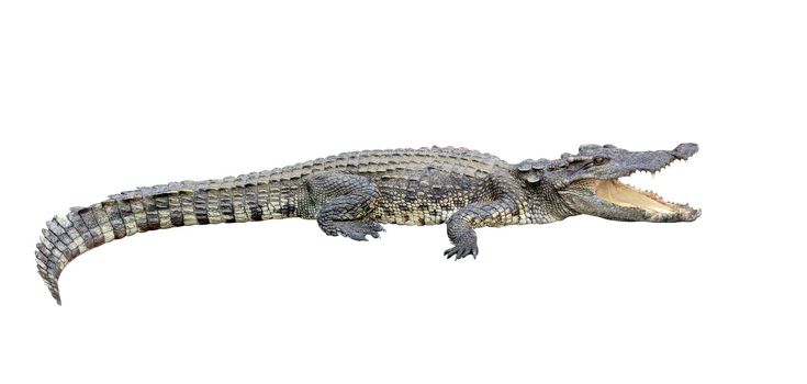 crocodile isolated on white background