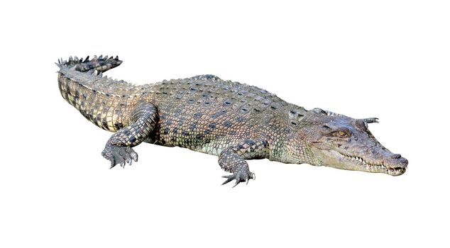 crocodile isolated on white background