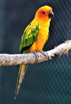 Sun Conure Parrot on a Tree Branch 