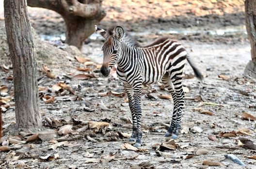 Close-up portrait of a baby Zebra