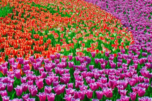 Tulips bloom field flower background.