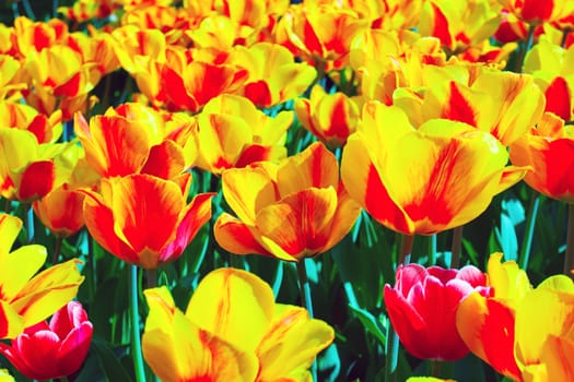 Tulips field yellow flower background.