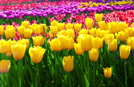 Tulips field yellow flower background.