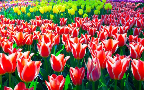 Field Colorful flower tulips background.