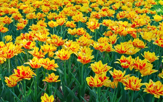 Tulips field yellow and red flower background.