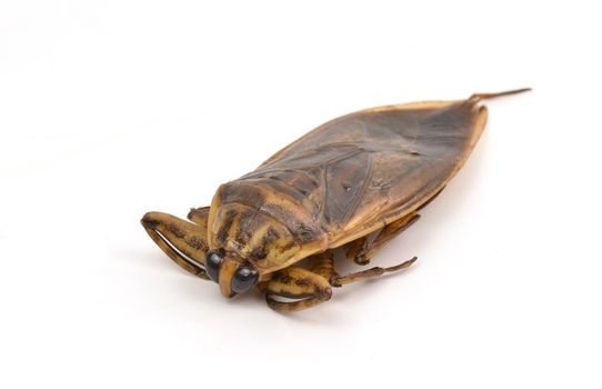 giant water bug isolated on white background