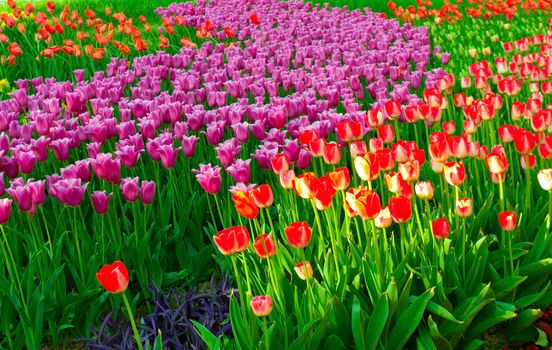 Colorful flower tulips bed background.