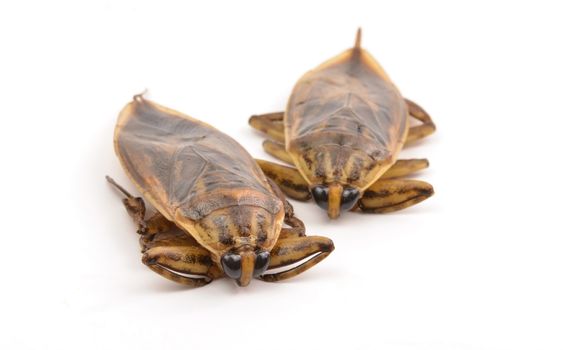 giant water bug isolated on white background