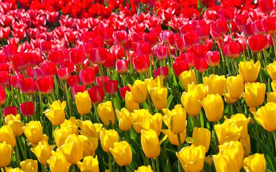 Field yellow and red flower tulips background.