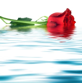 red roses reflection in water background.