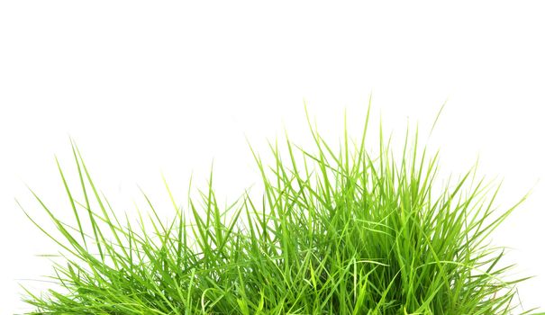 fresh spring green grass isolated on white background 
