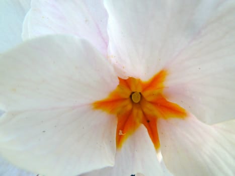 orange star centre in a white flower