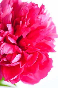 Fuchsia peony flower isolated on white background