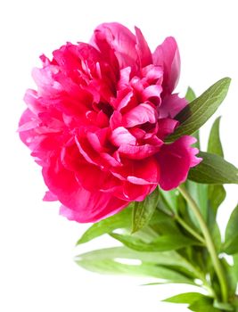 Fuchsia peony flower isolated on white background