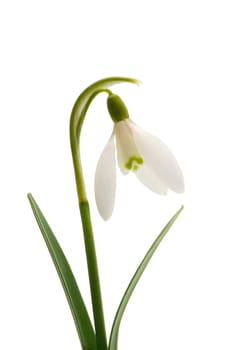 Spring snowdrop flower object isolated on white background
