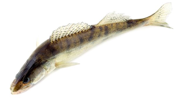Pikeperch isolated on white background