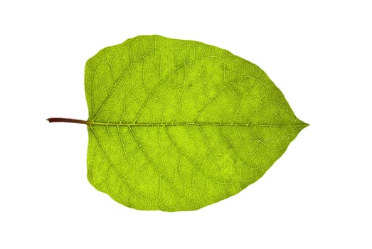 Big green leaf isolated on the white background.