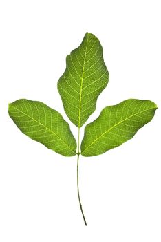 Walnut green leaves isolated on a white background.