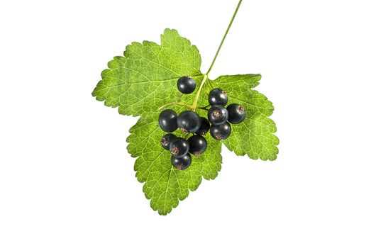 Blackcurrant with leaf on a white background.