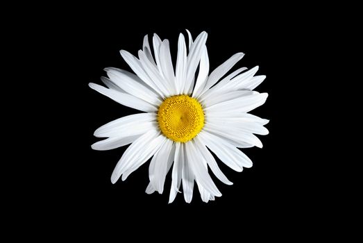 Bud beautiful daisy isolated on a black background.