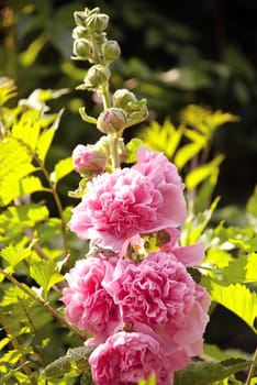 Beautiful red flowers in sunny garden.