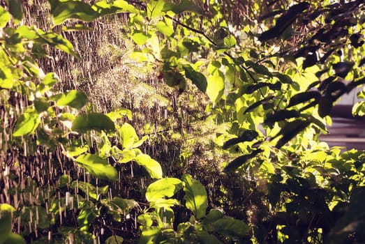 The rain in the summer sun garden.