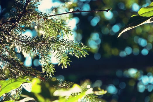 Young fir tree branch with lot of raindrops