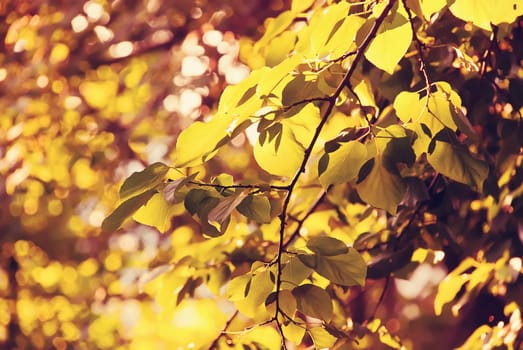 Gold leaf branch is in a sunny garden.