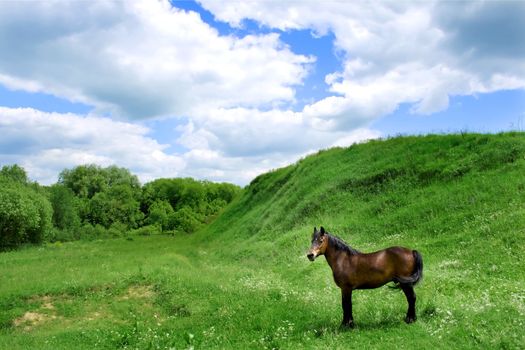horse on pasture