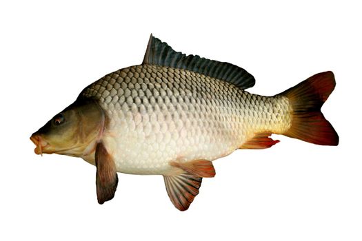 big carp isolated on white background