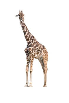 Giraffe (Giraffa camelopardalis) on isolated background