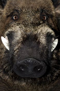 Head of a wild boar , close up .