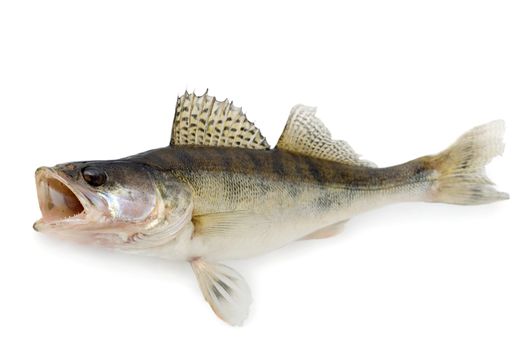 Walleye or Zander isolated over white background