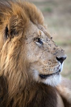 African lion (Panthera leo) portrait. Animal in the wild