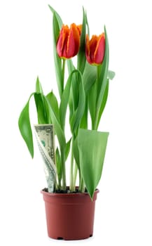 tulips and growing of the money, close-up isolated on white background