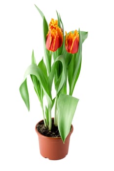 tulips flower in flowerpot , close-up isolated on white background