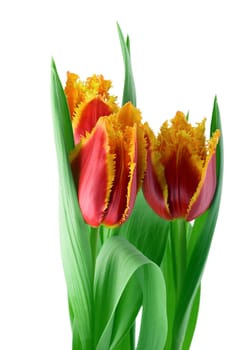 Spring tulips bunch close-up isolated on white background
