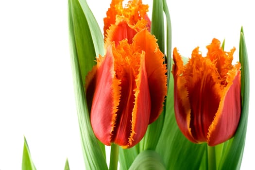 Spring tulips isolated on white
