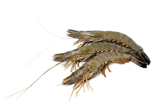 shrimp big raw isolated on white background