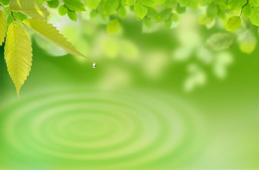 Nature background with leaves and a drop of water